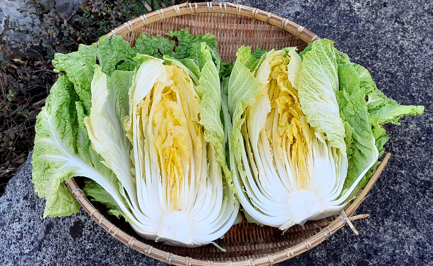 【Still good!】ざる干し白菜Tシャツ - Dried Napa Cabbage Tee / コットン100% / サイズ:S-XXL