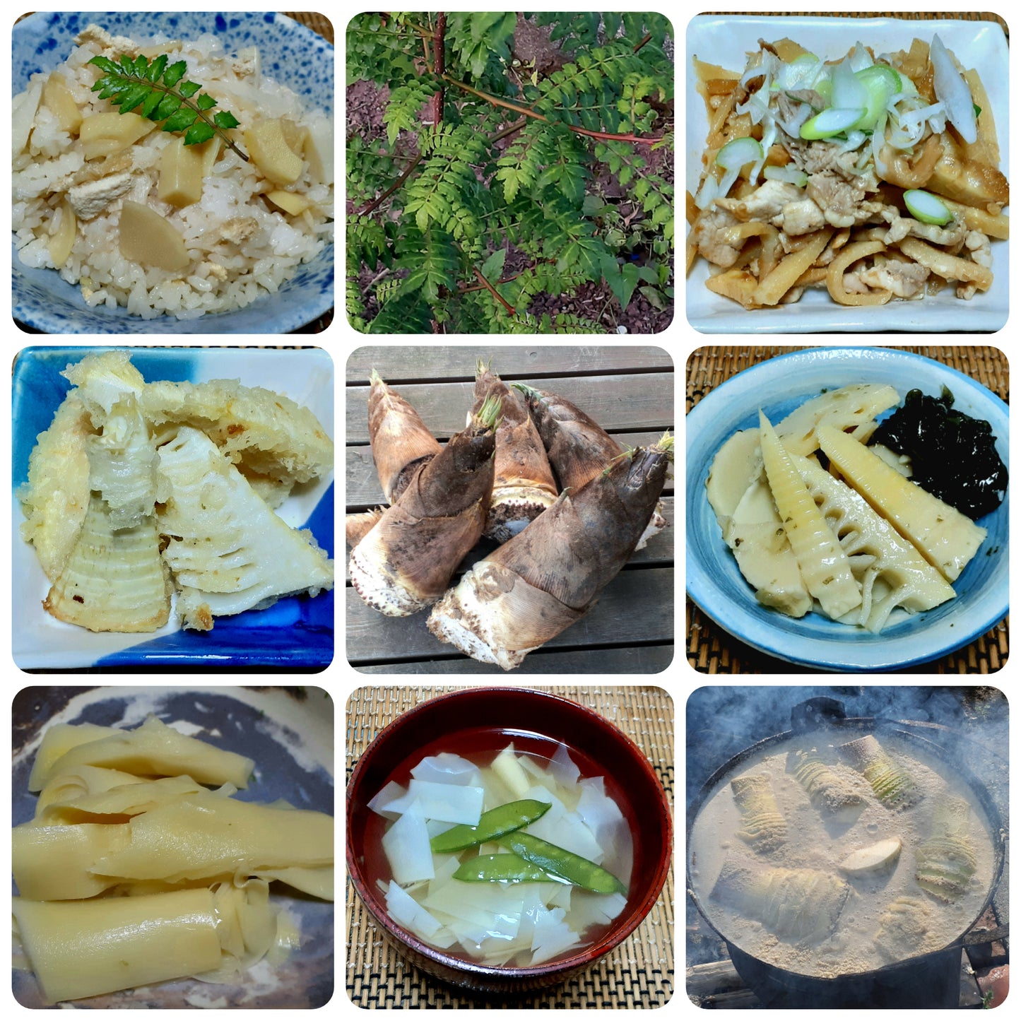 【Still good!】若竹の元気!/伸びすぎた筍Tシャツ -Bamboo shoot Tee/cotton 100%/size:S-XXL