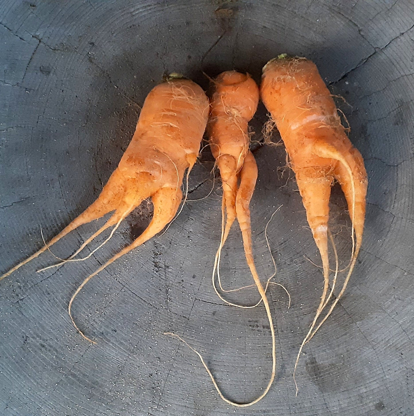 【Still good!】可愛すぎる!待ち人ニンジンとうさぎTシャツ -Waiting Carrot Tee/cotton 100%/size:S-XXL