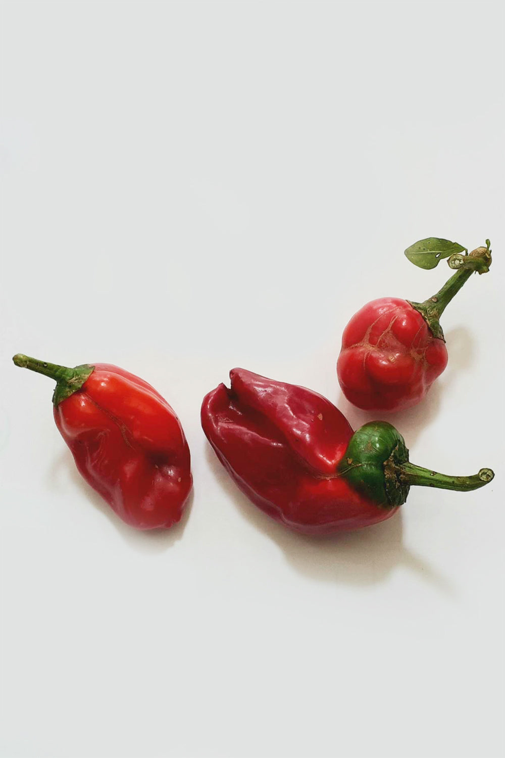 【Still good!】未熟だけどかわいい!/赤パプリカの実Tシャツ -Red Bell Pepper Tee/cotton 100%/size:S-XXL